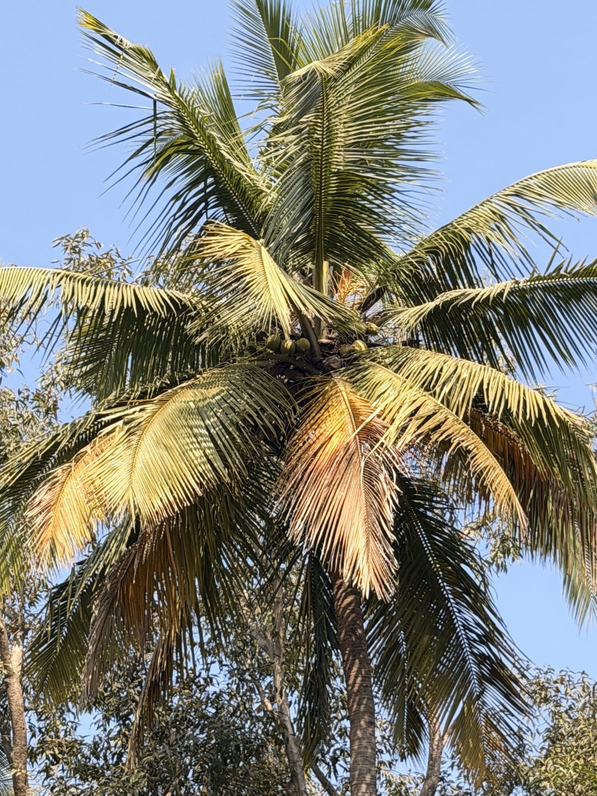 Coconut