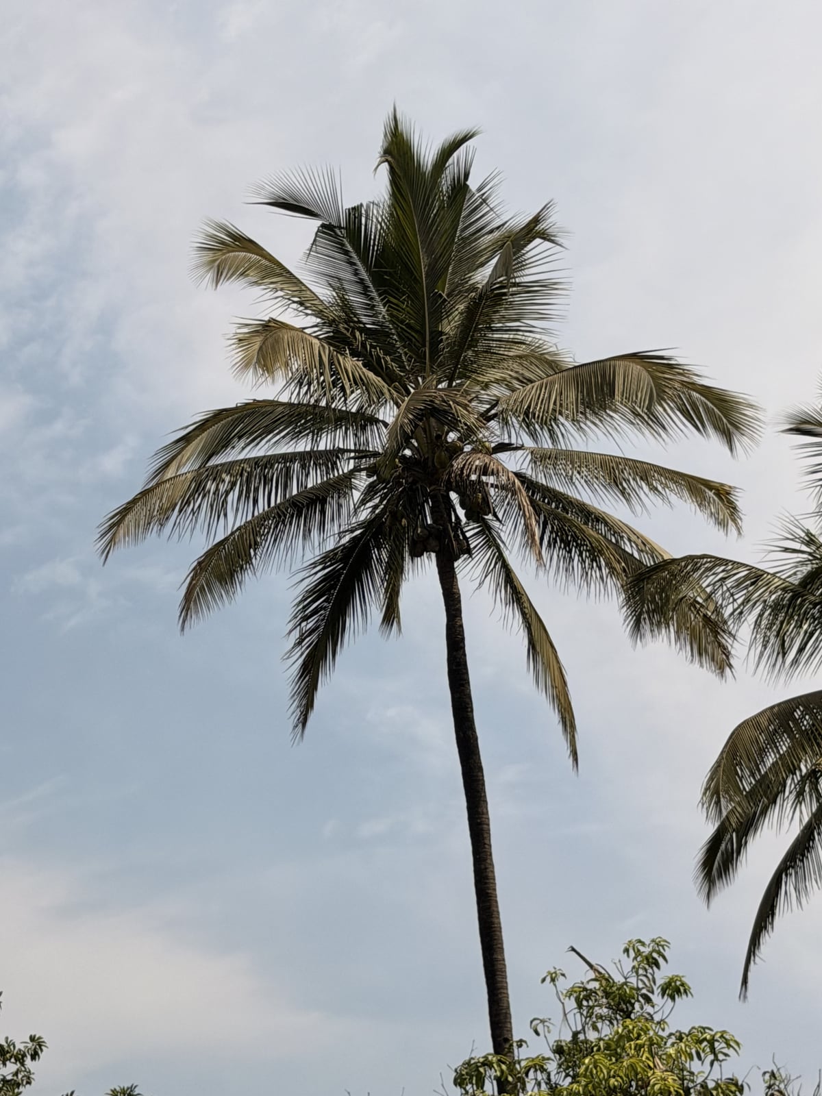 Coconut