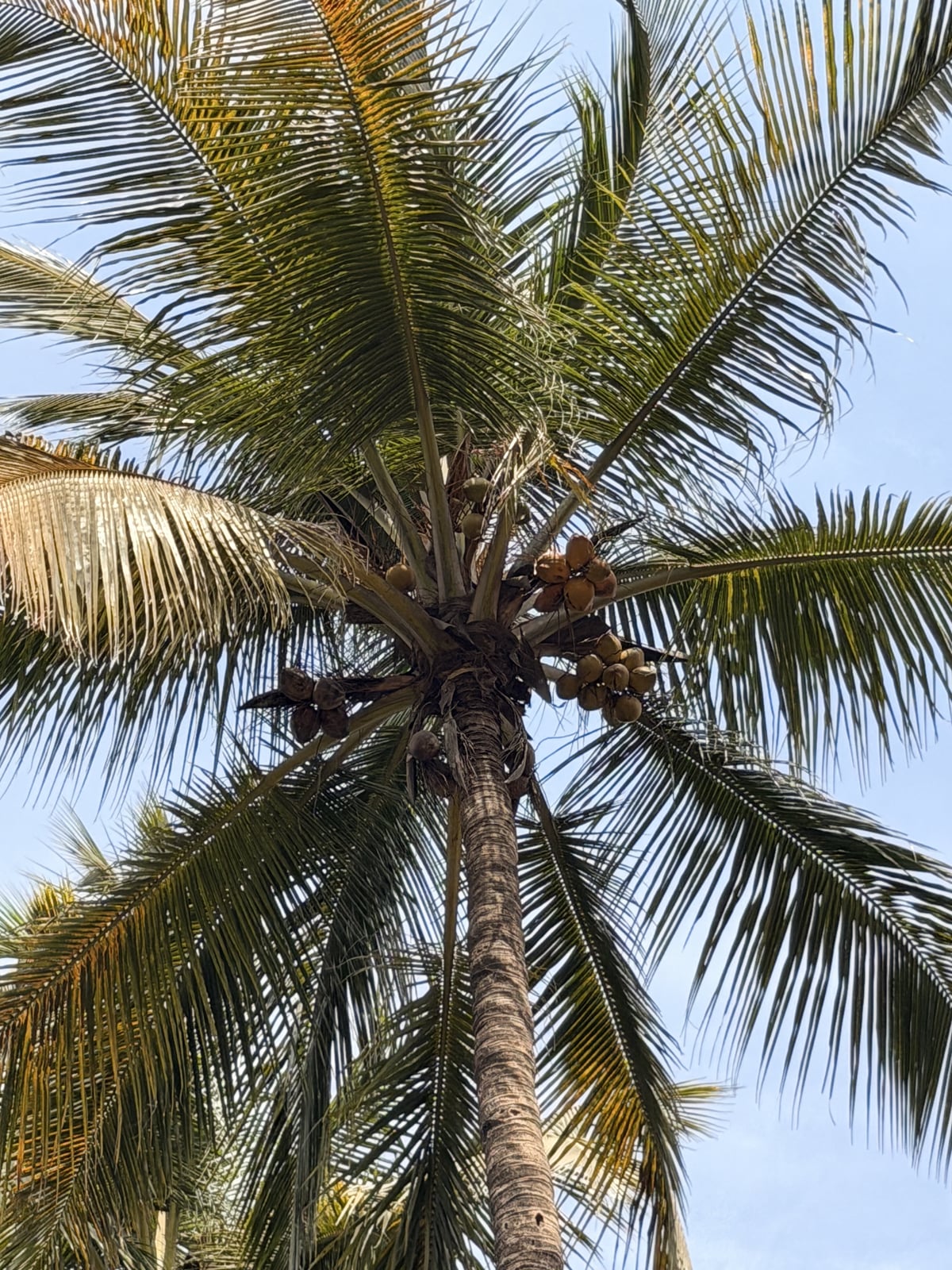 Coconut