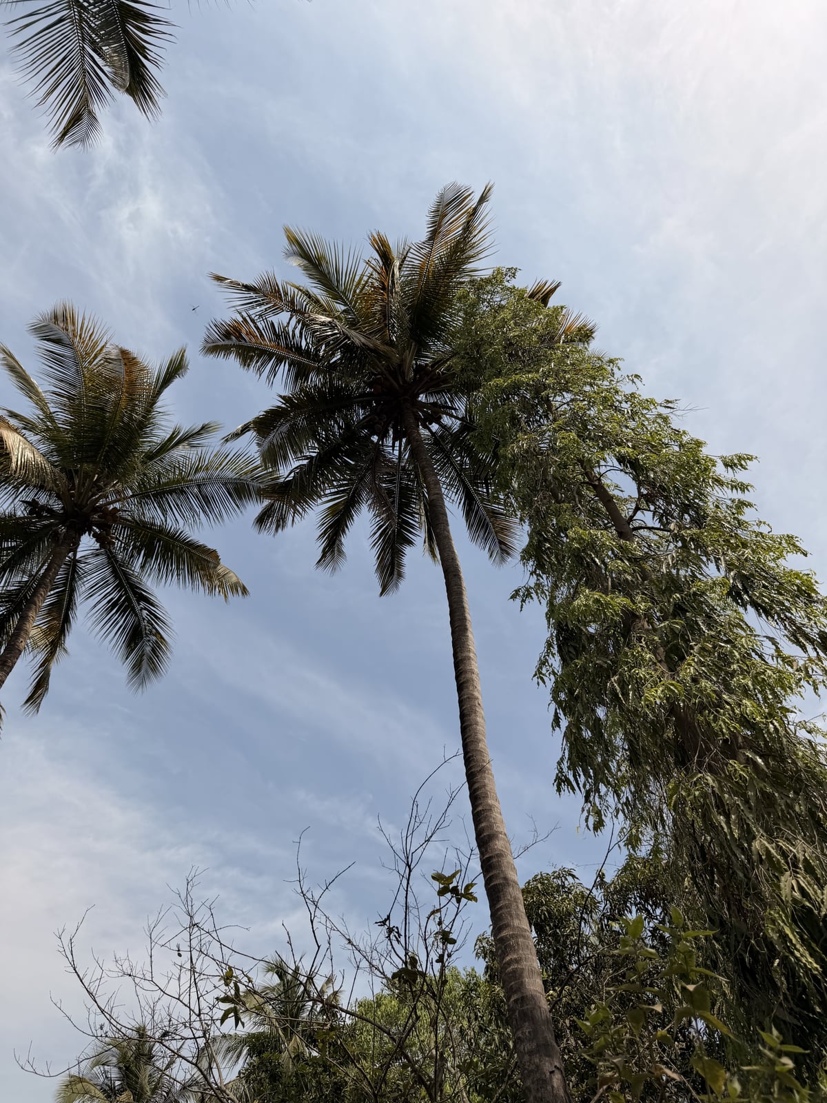 Coconut
