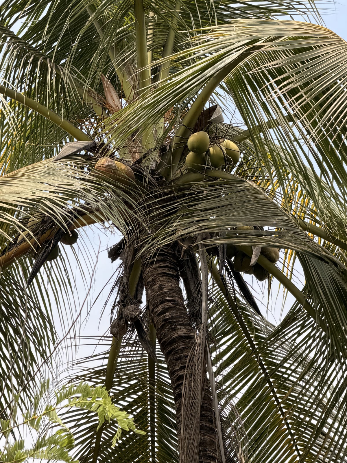 Coconut