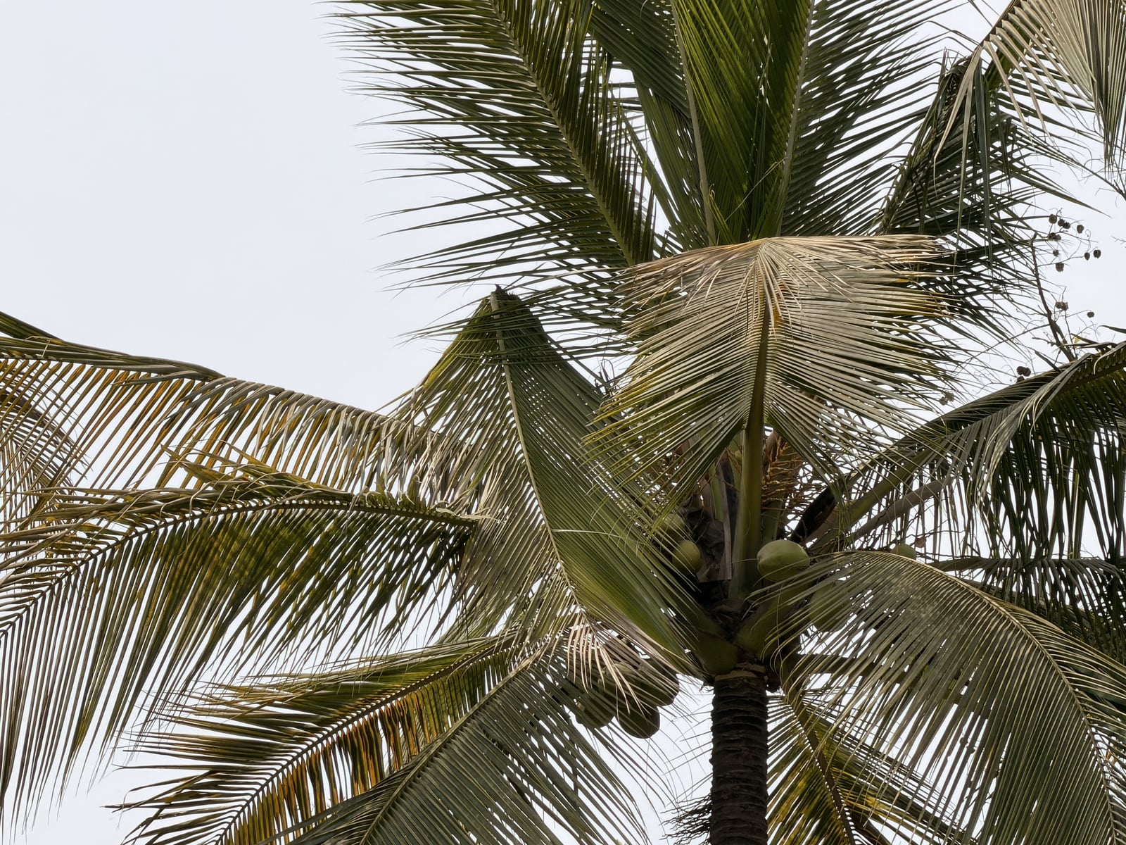Coconut