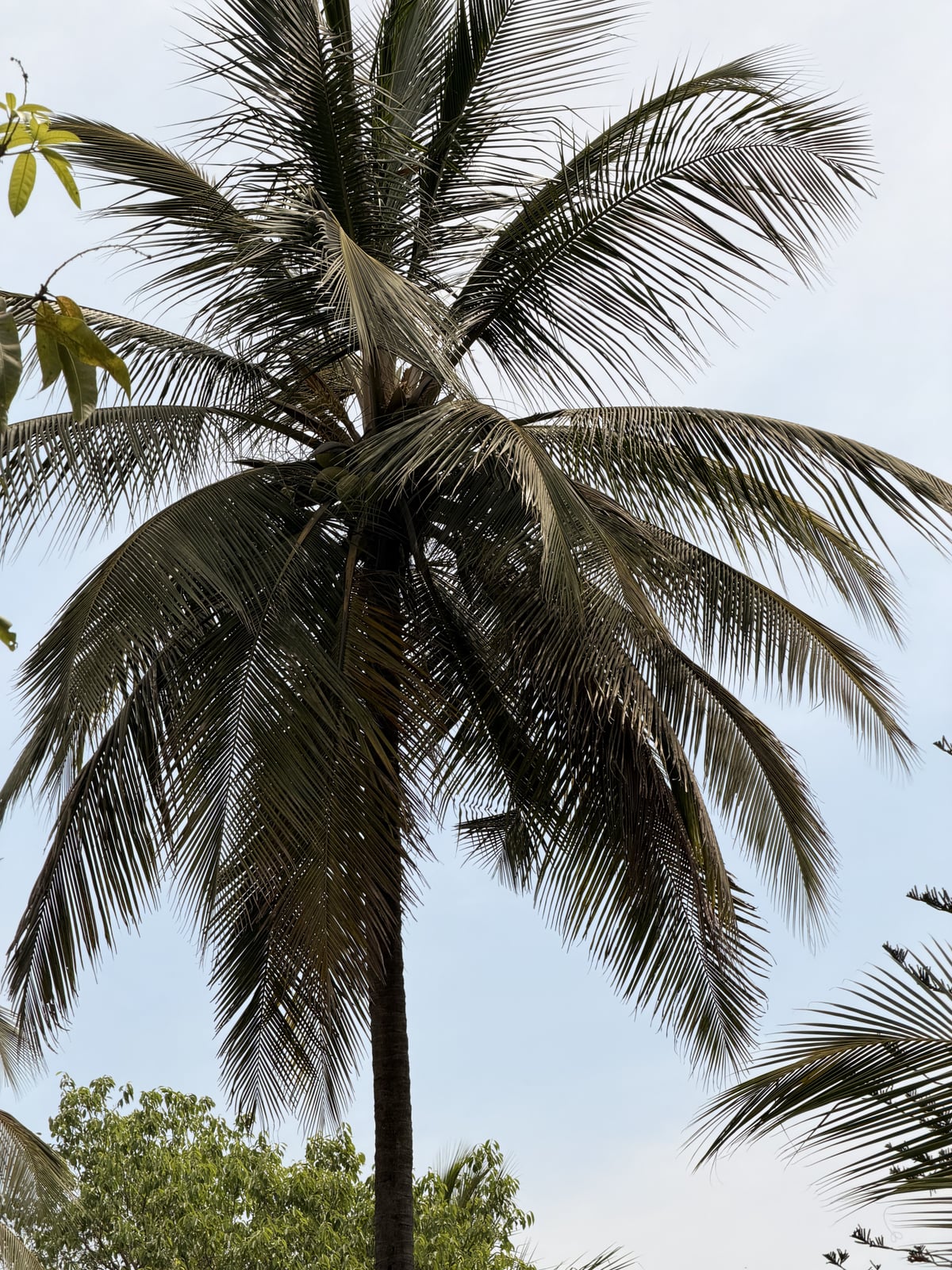 Coconut