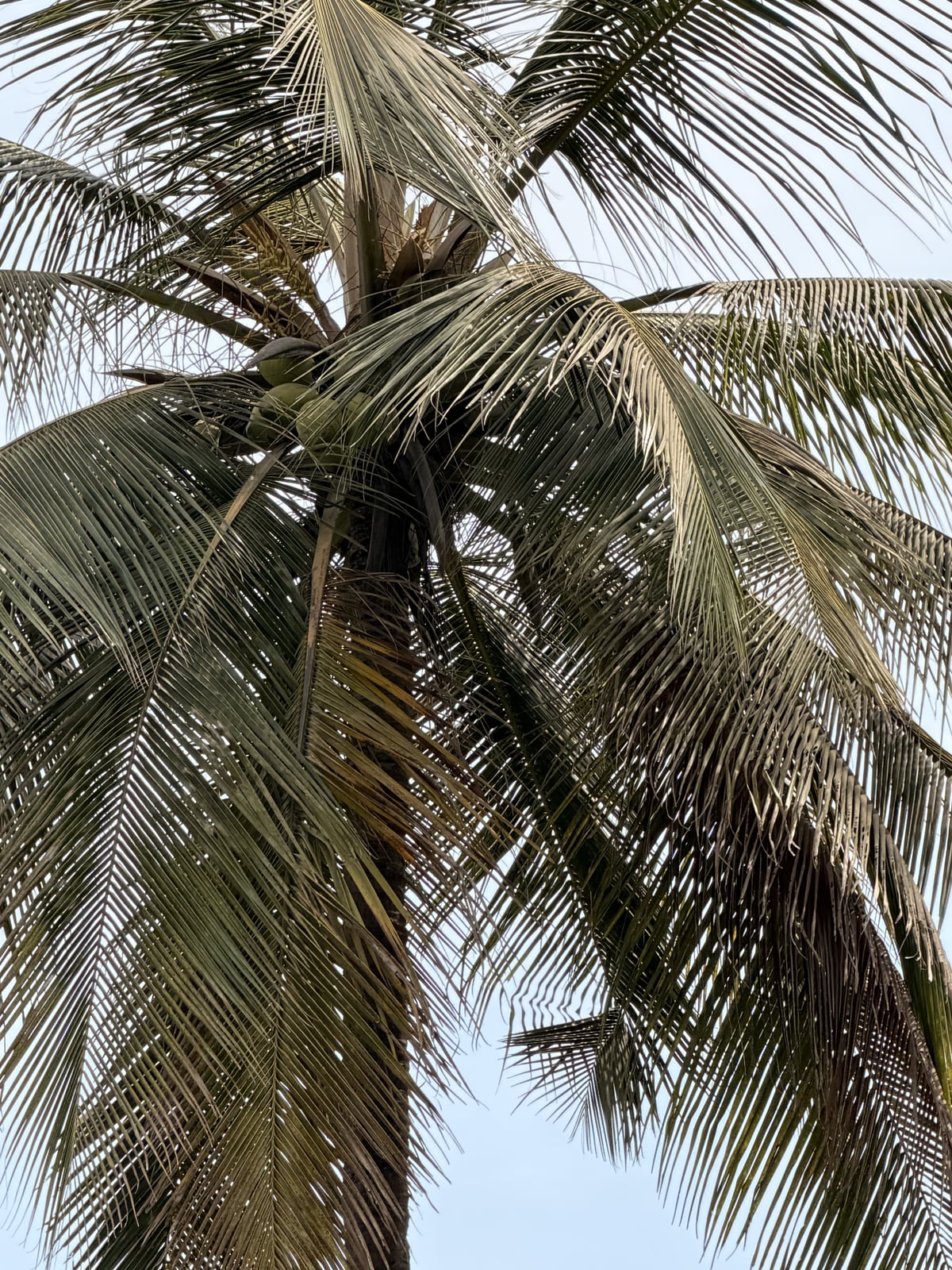 Coconut