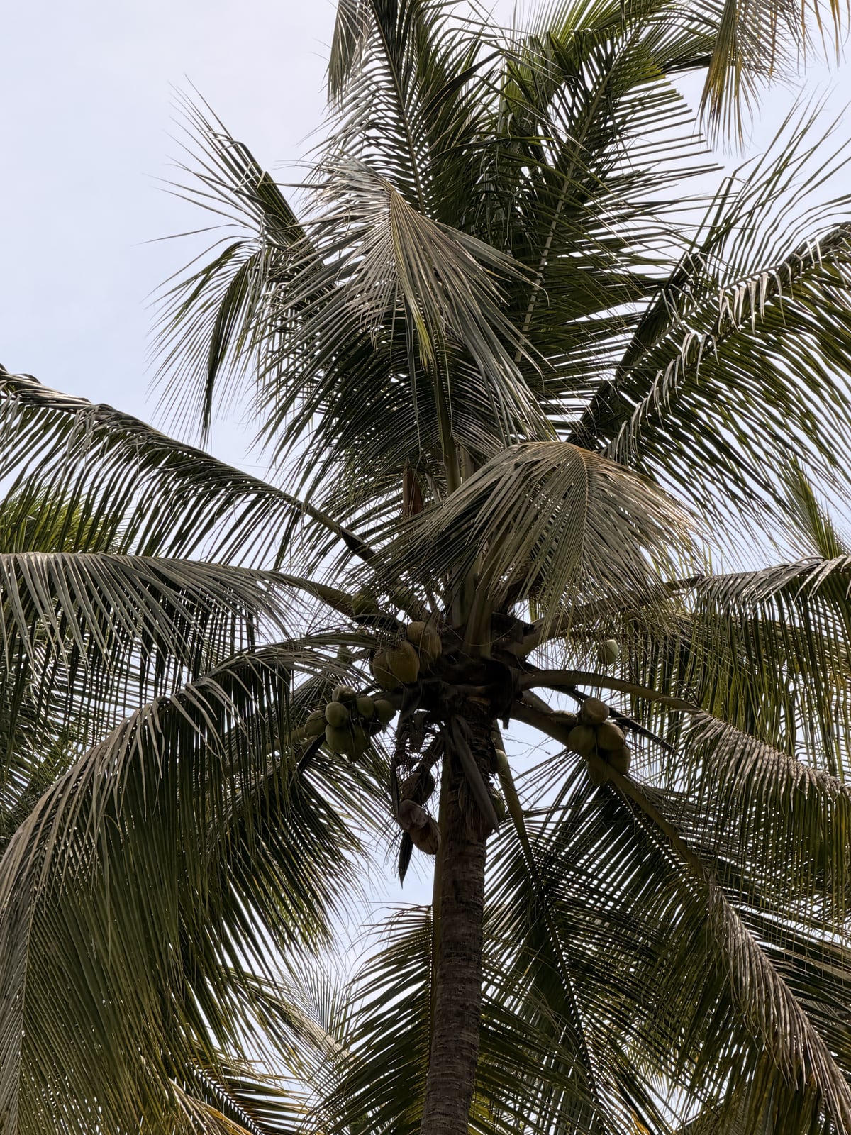 Coconut