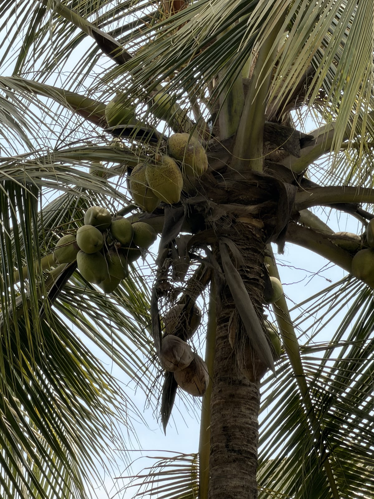 Coconut
