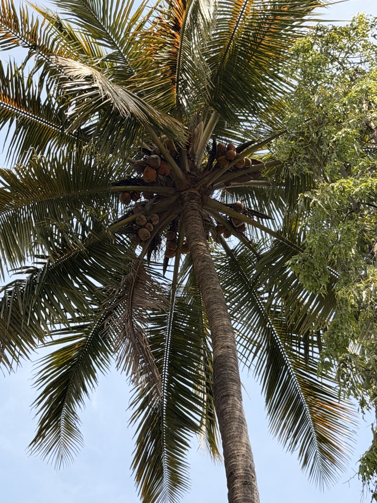 Coconut