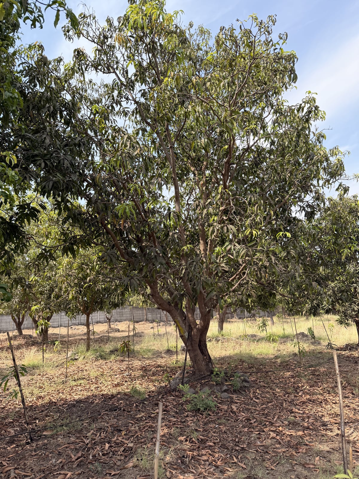 Mango
