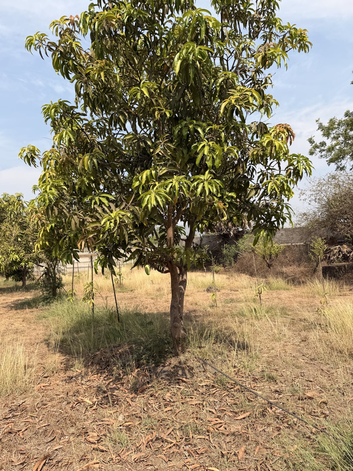 Mango