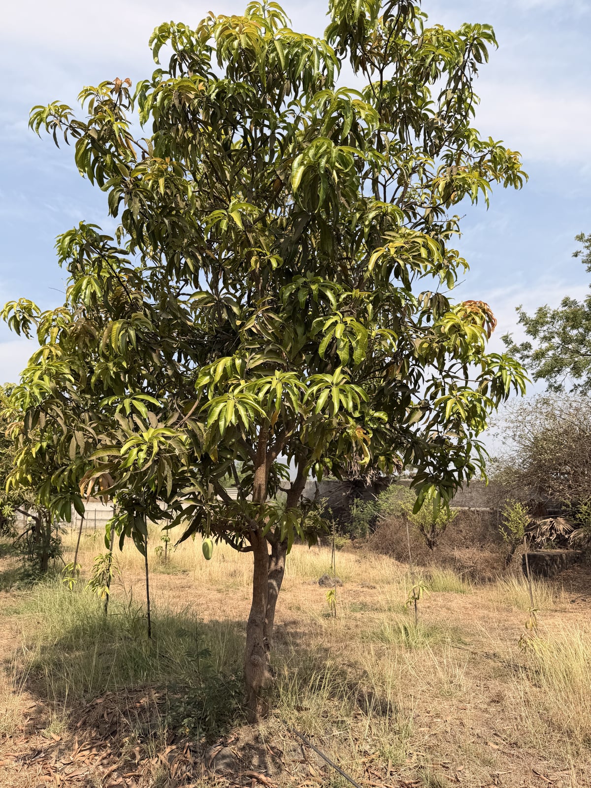 Mango