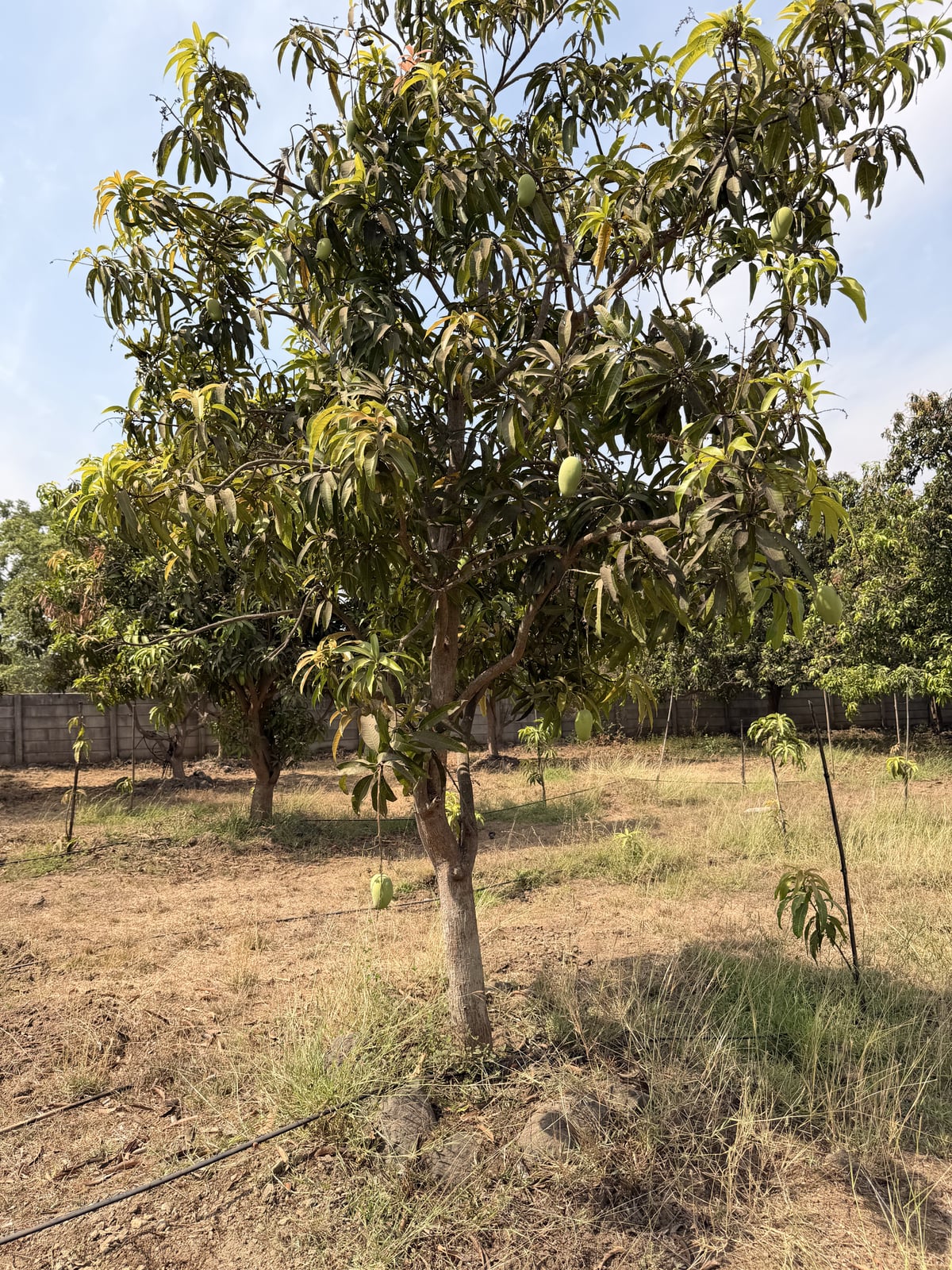 Mango
