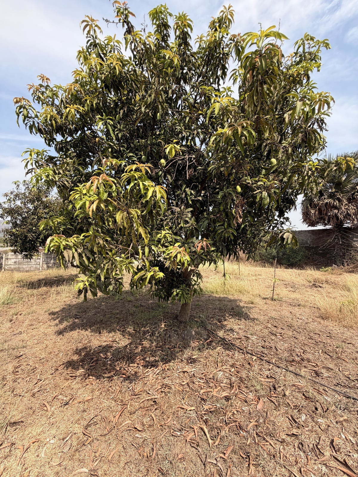 Mango