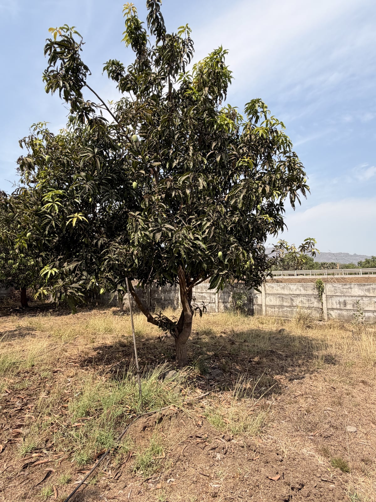 Mango