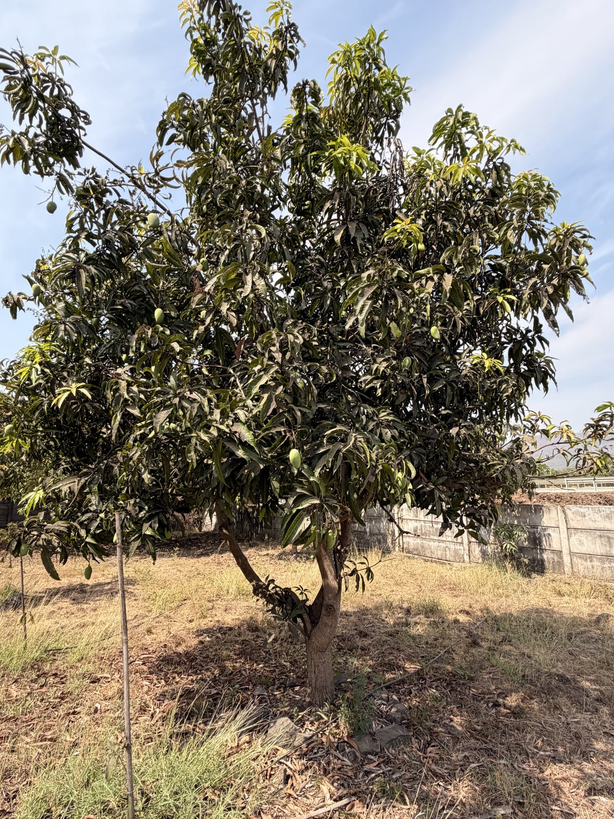 Mango