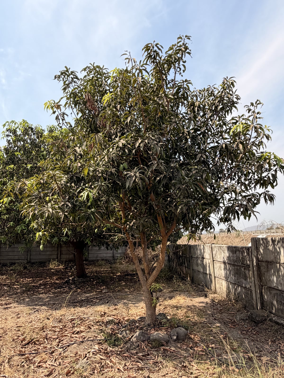 Mango