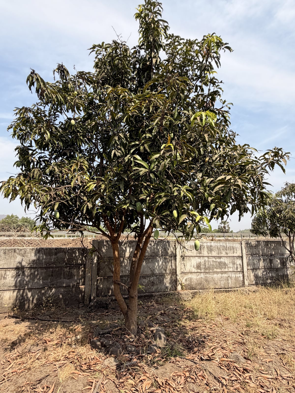 Mango