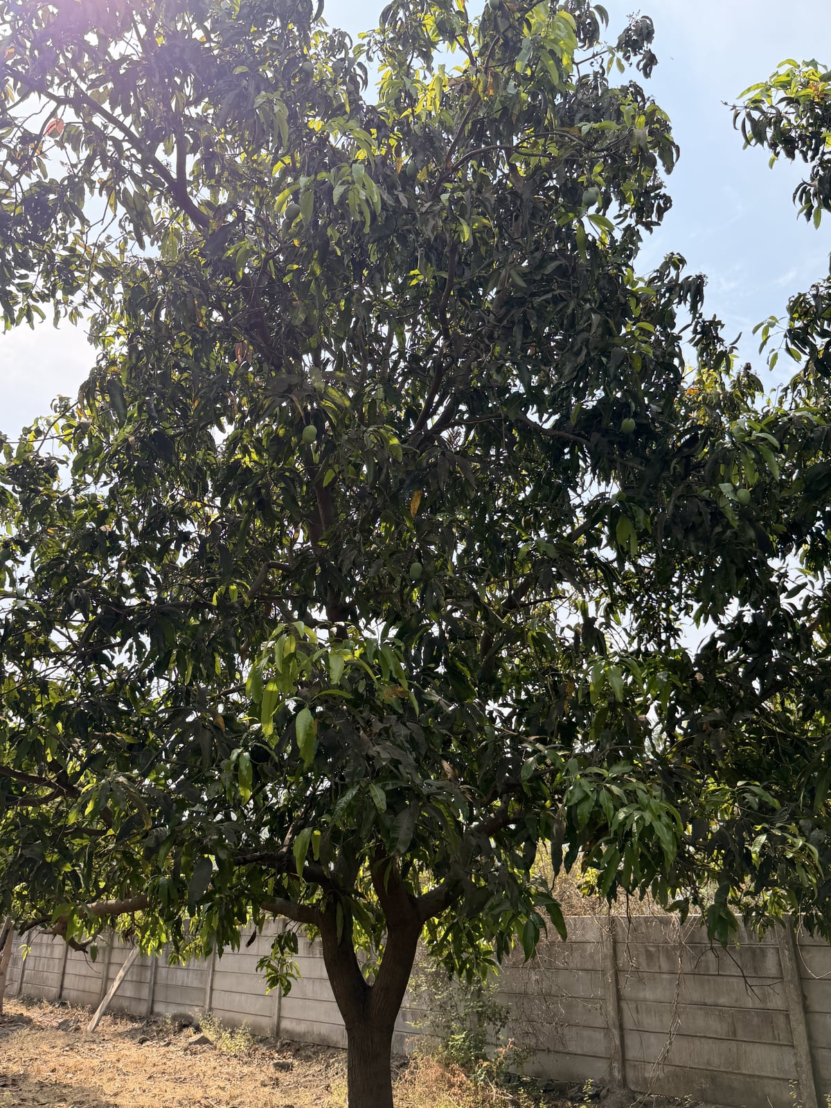 Mango