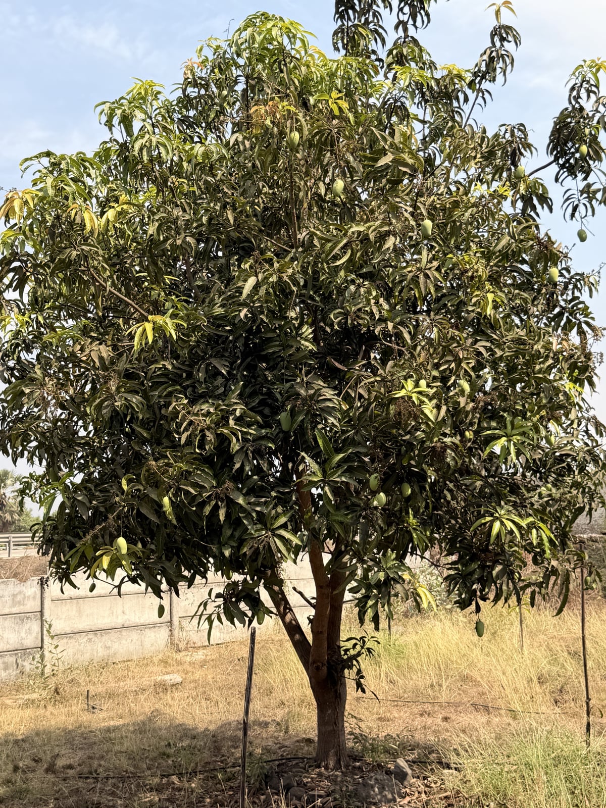 Mango