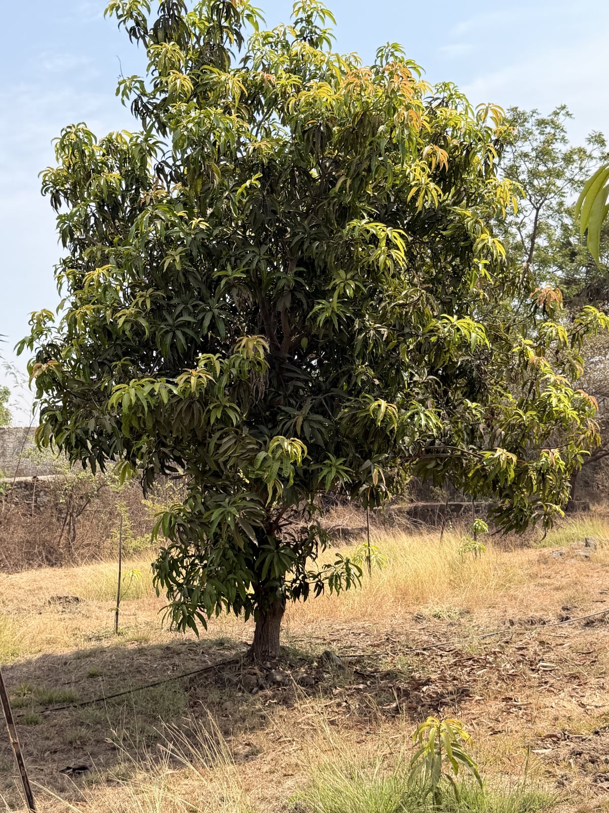 Mango