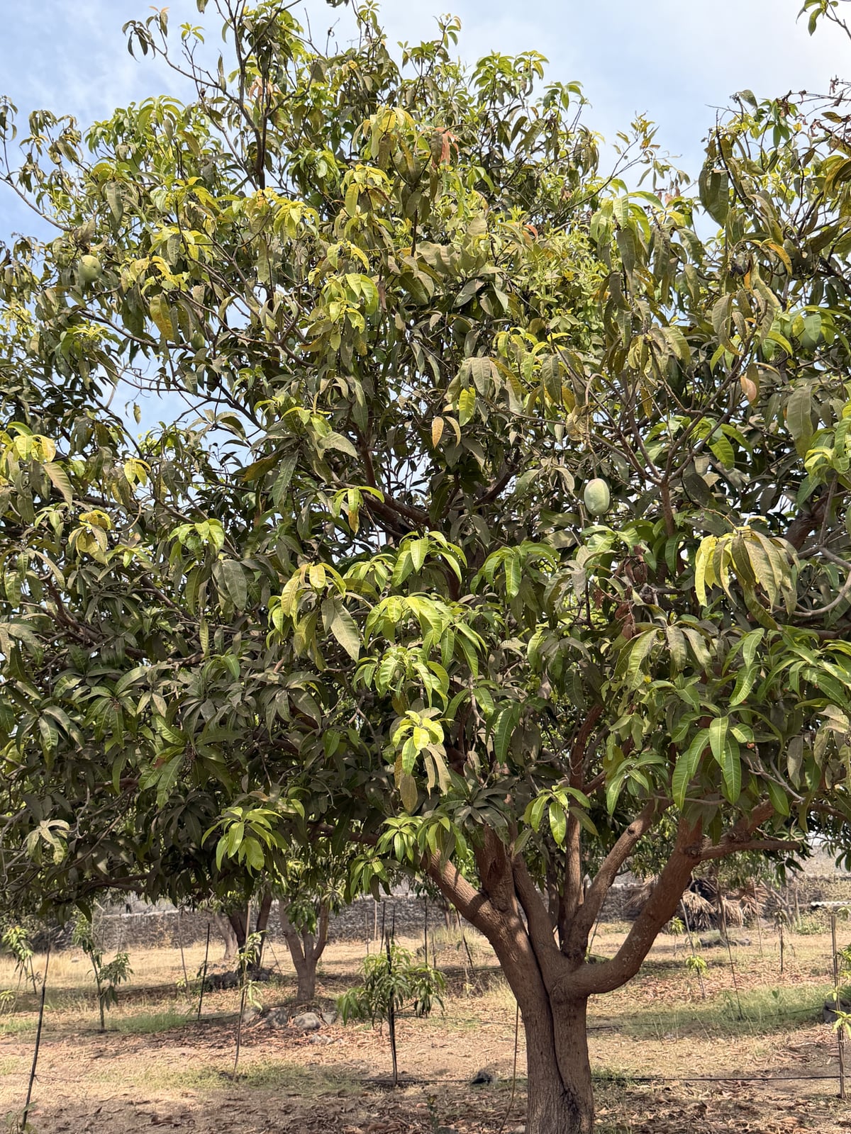 Mango