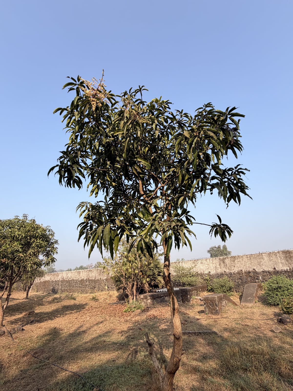 Mango