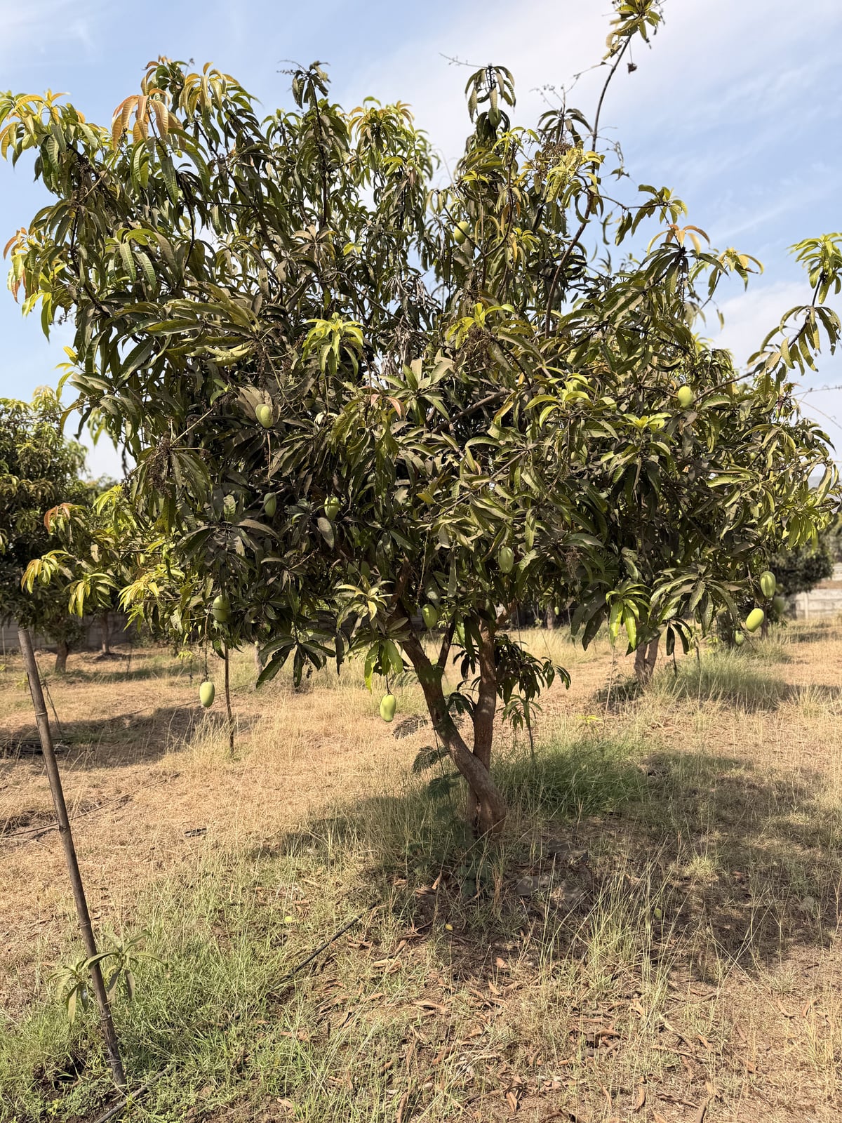Mango