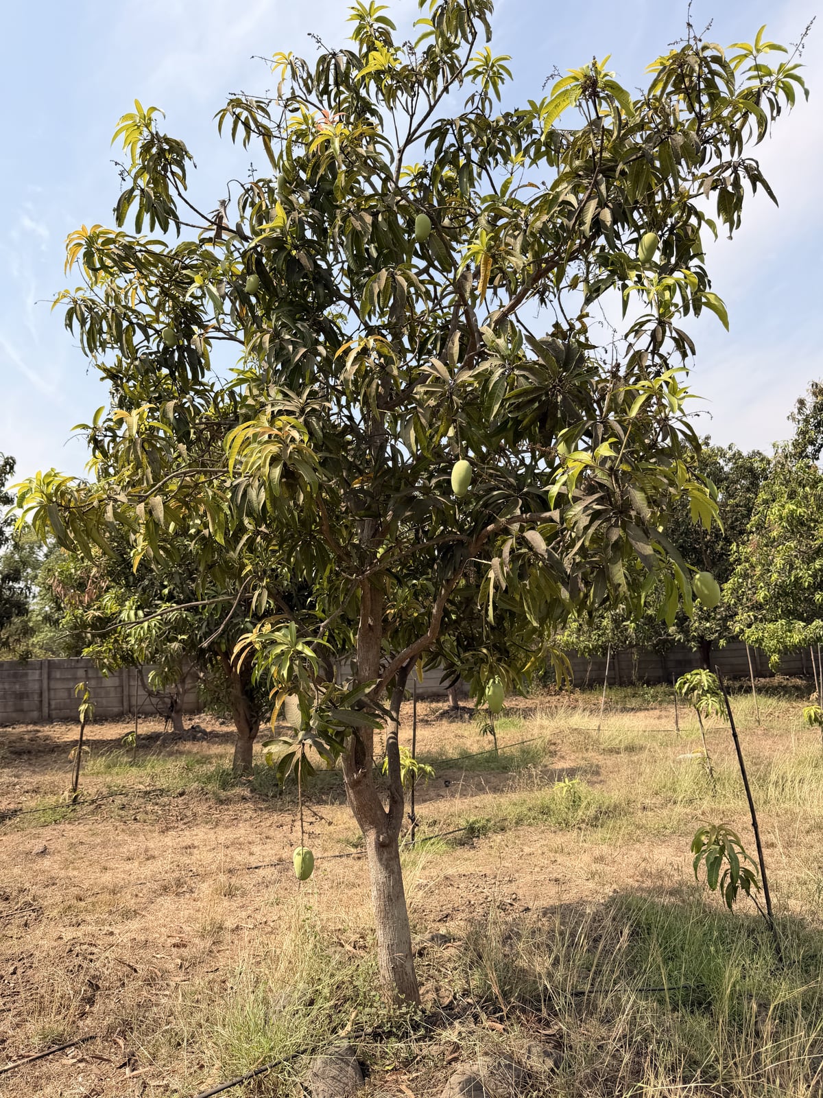 Mango