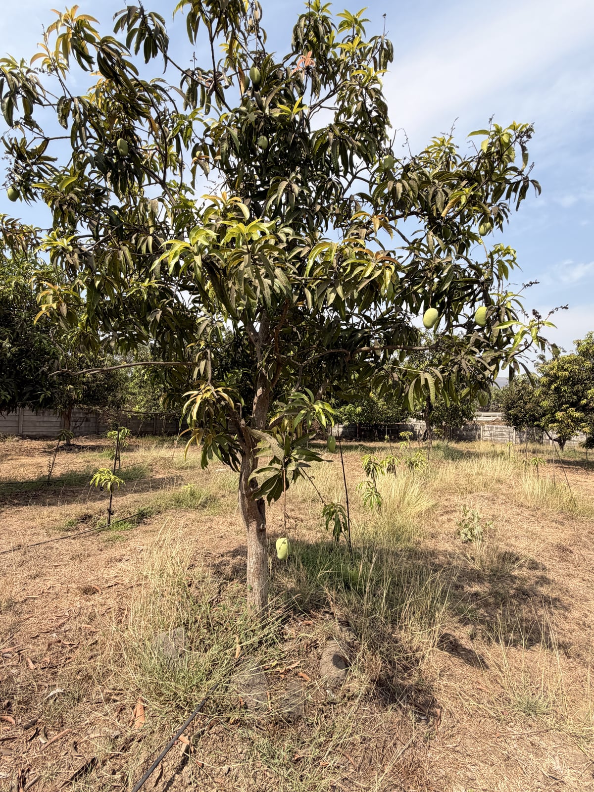 Mango
