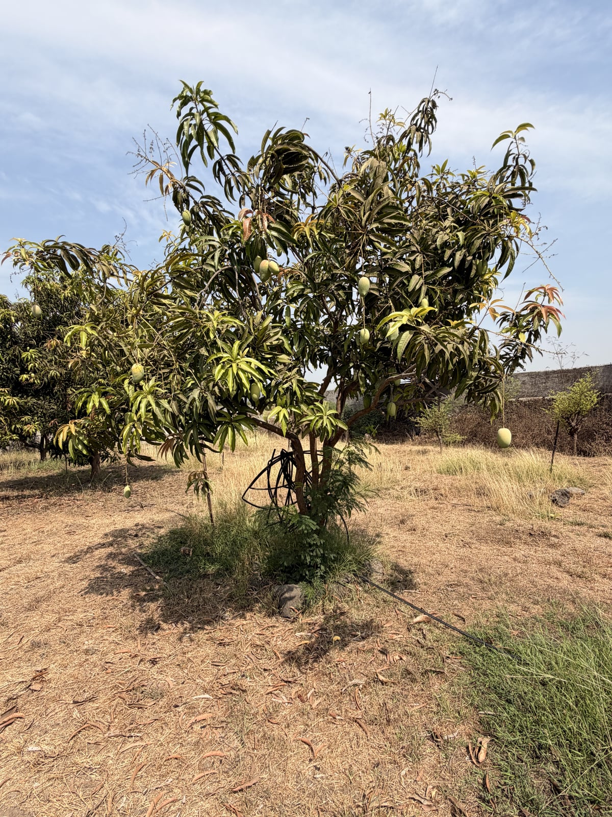 Mango