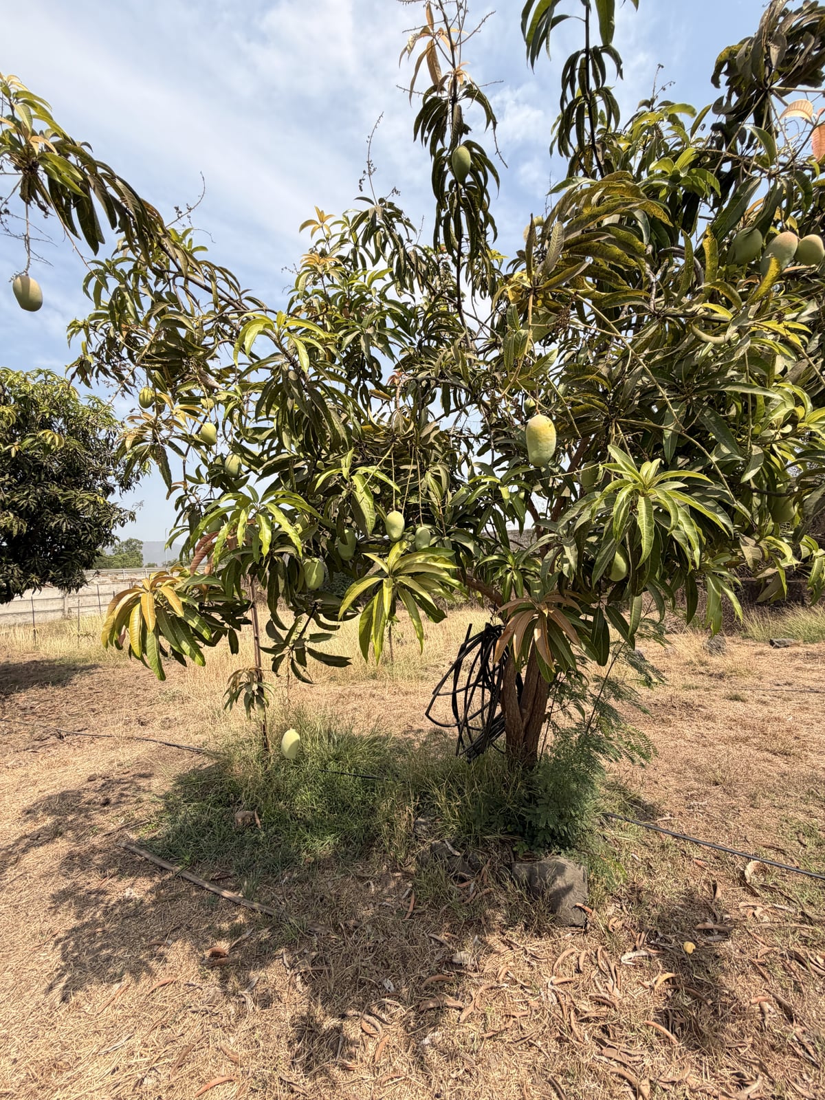 Mango