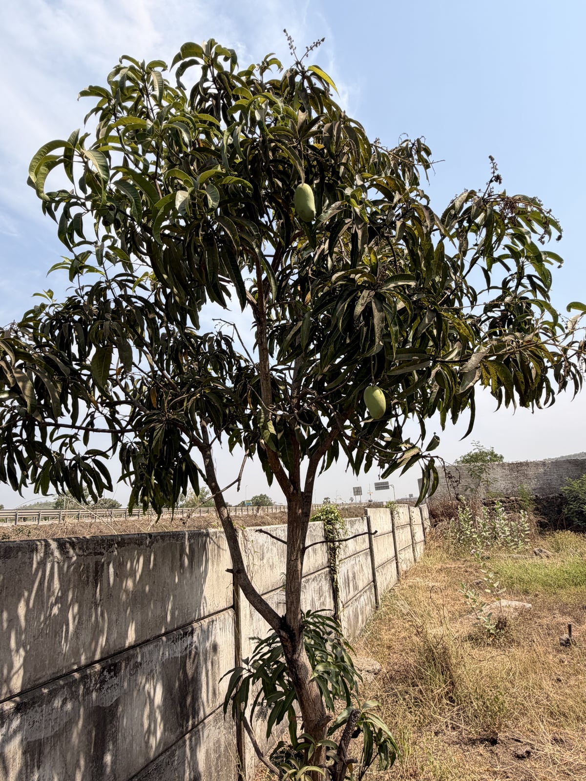 Mango