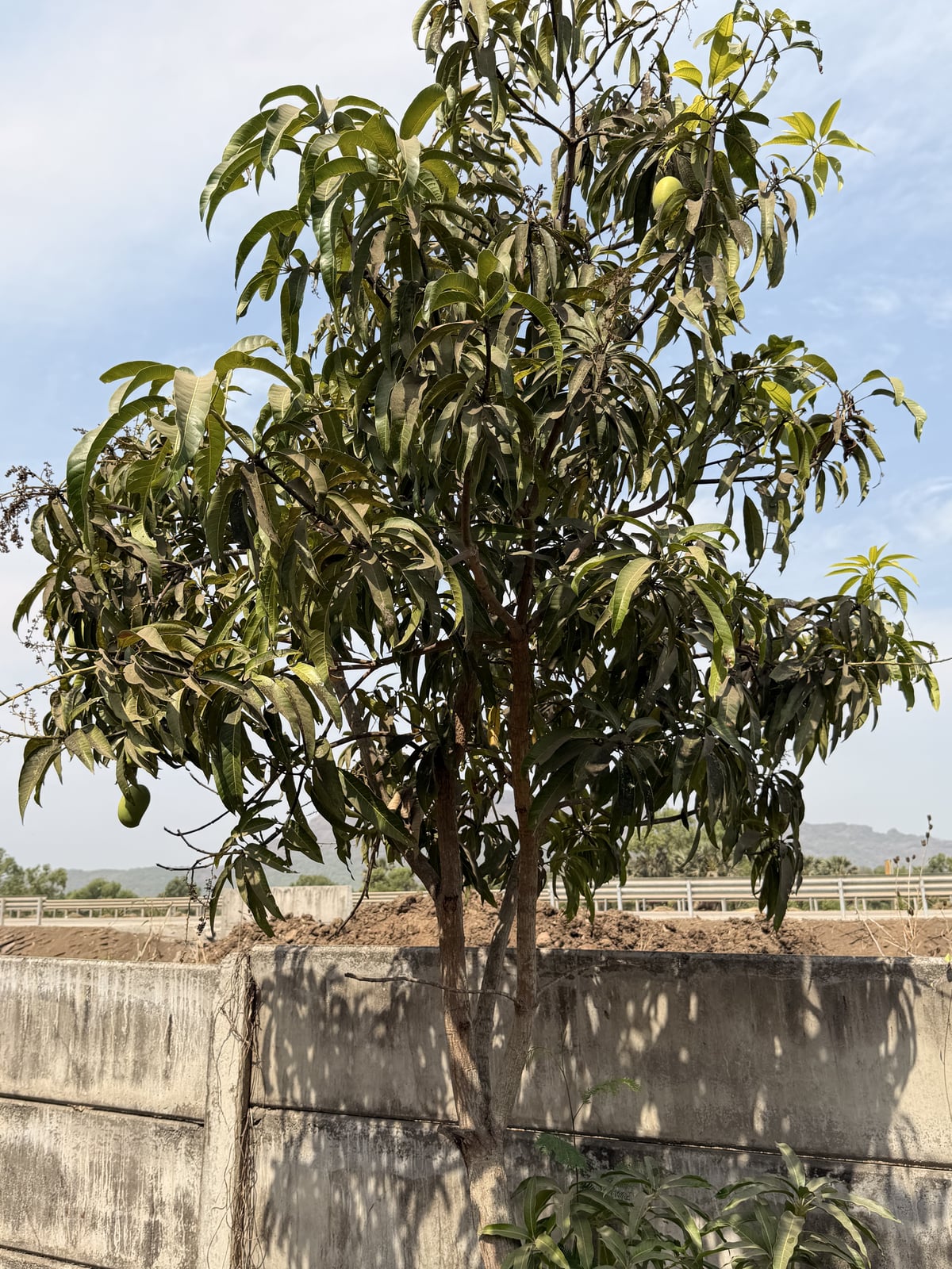 Mango