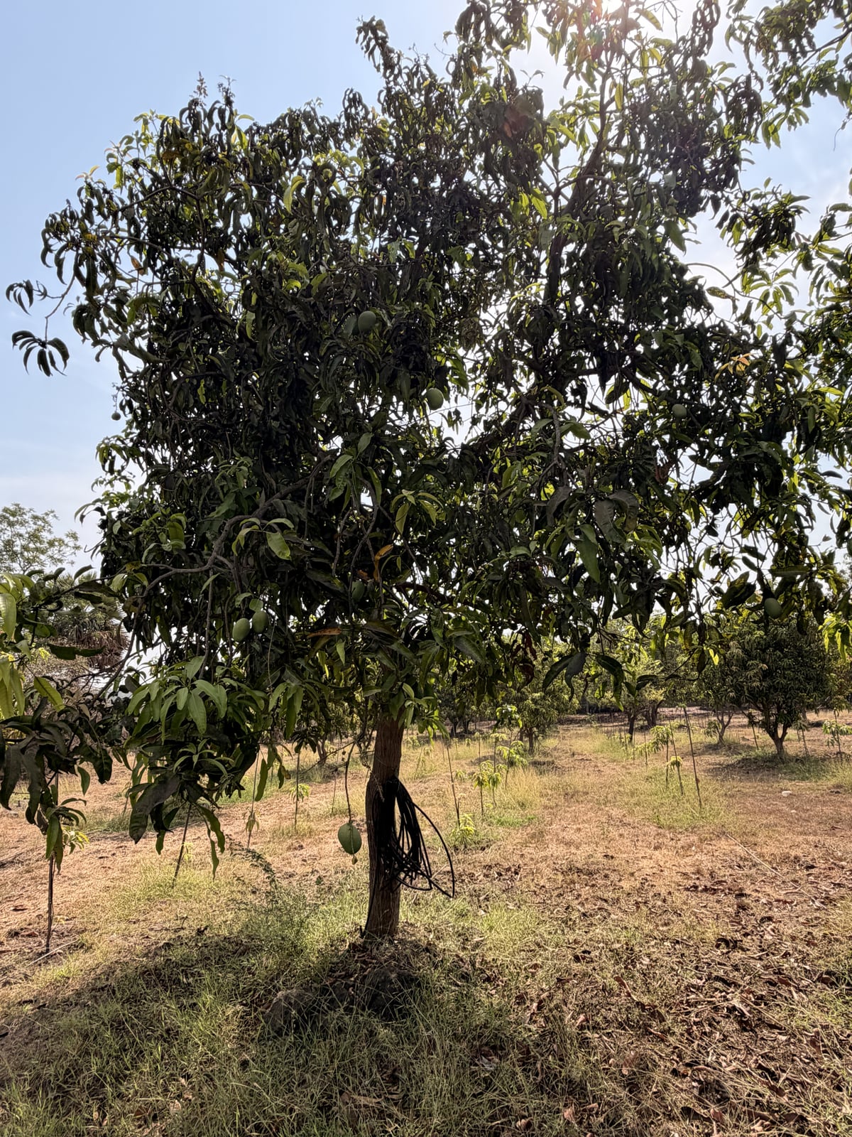 Mango