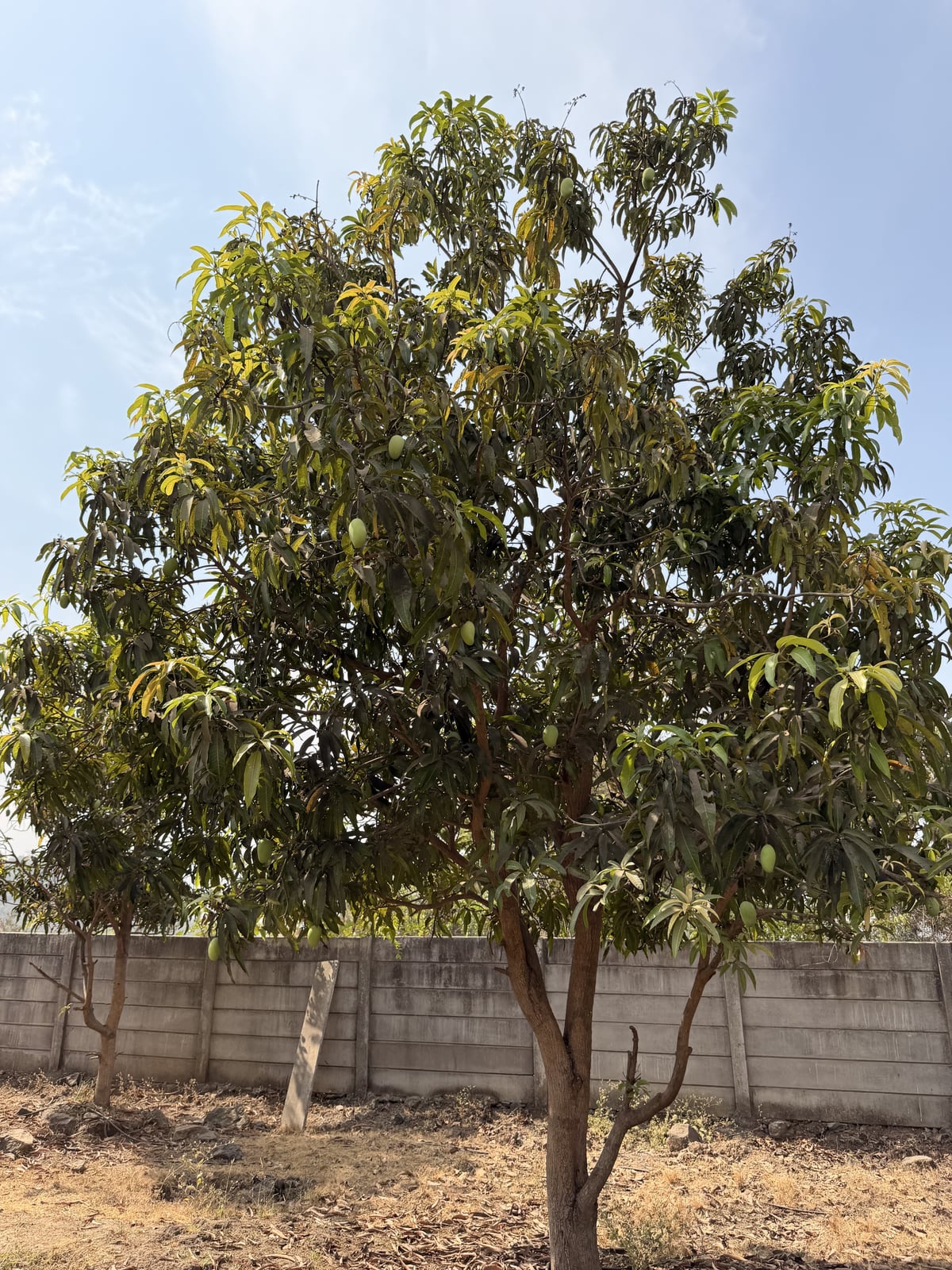 Mango