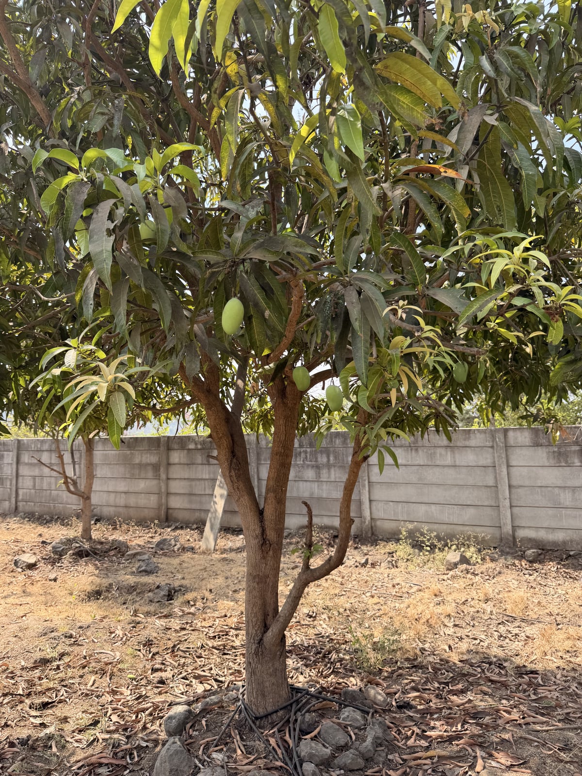 Mango