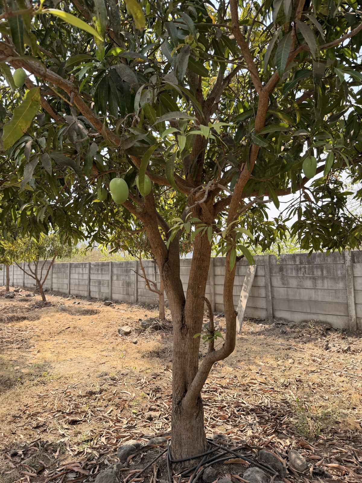Mango