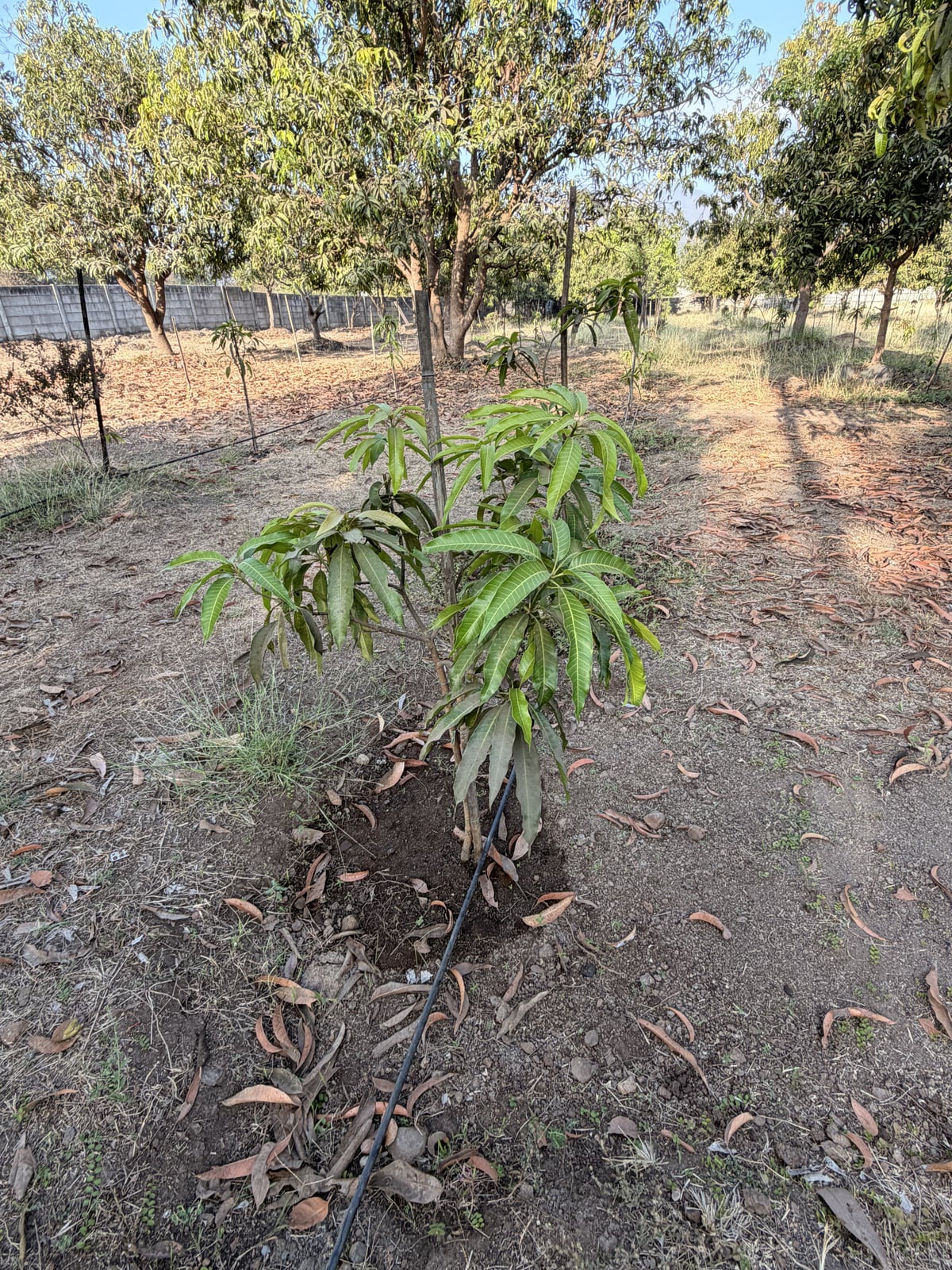 Mango