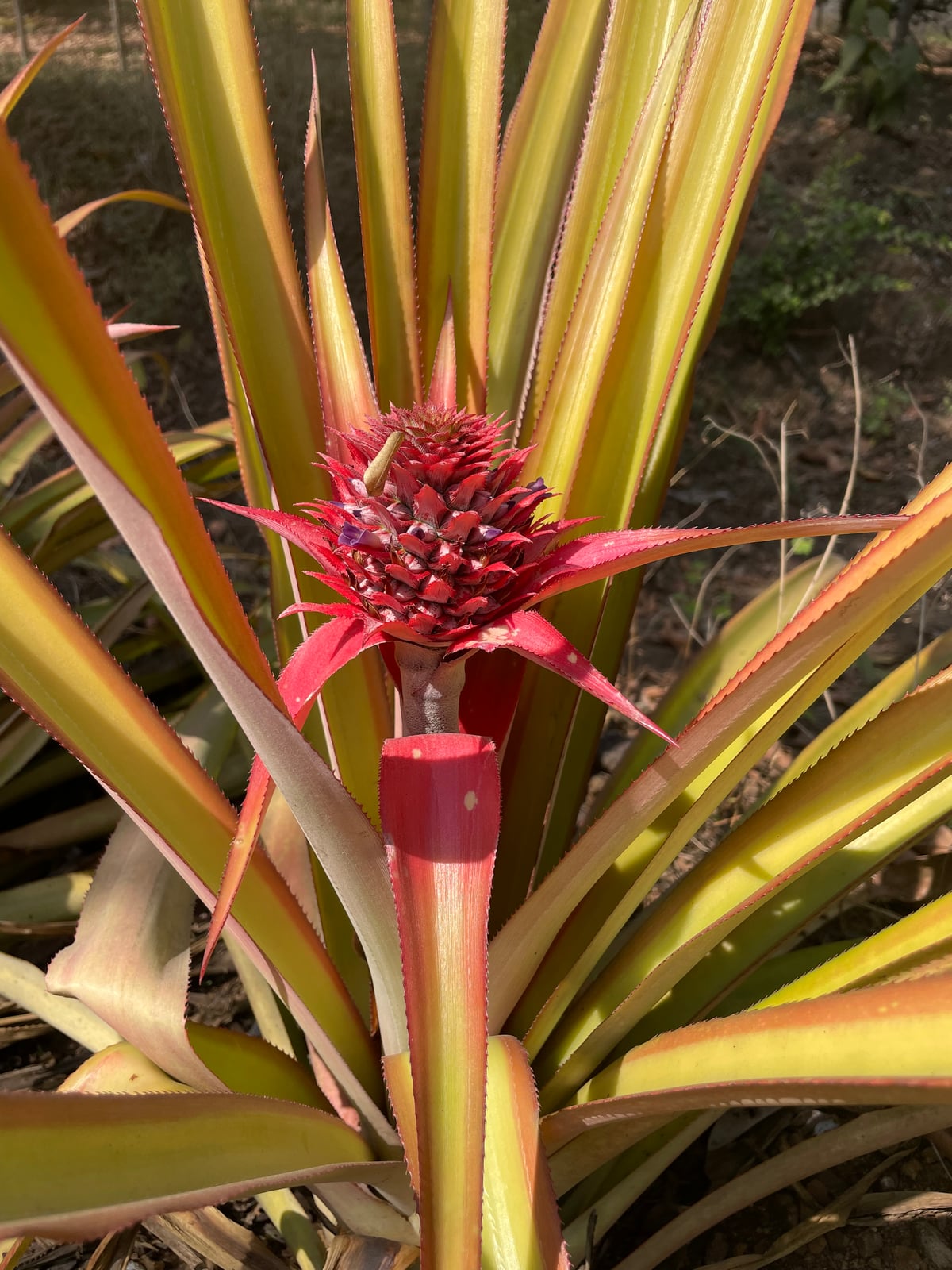 Pineapple